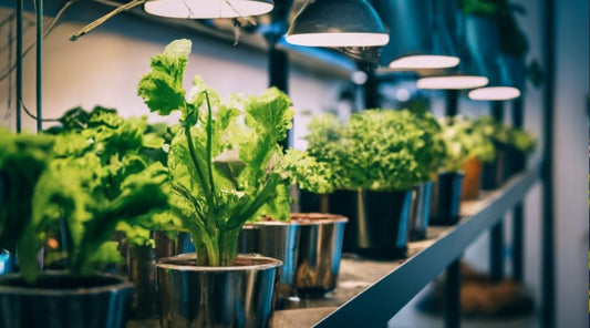Cultivating Abundance: The Paradigm Shift from Outdoor to Indoor Gardening